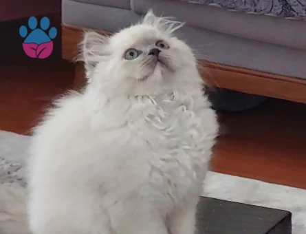 Fıstık yüzlü güzeller güzeli kızımız