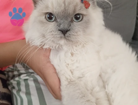 Fıstık yüzlü güzeller güzeli kızımız