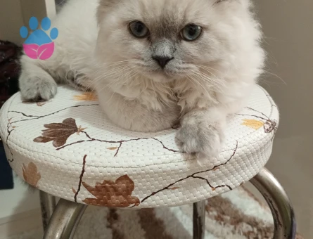 Fıstık yüzlü güzeller güzeli kızımız