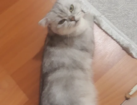 Kedime erkek kedi arıyorum - 118978829