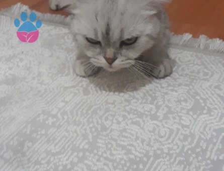 Kedime erkek kedi arıyorum