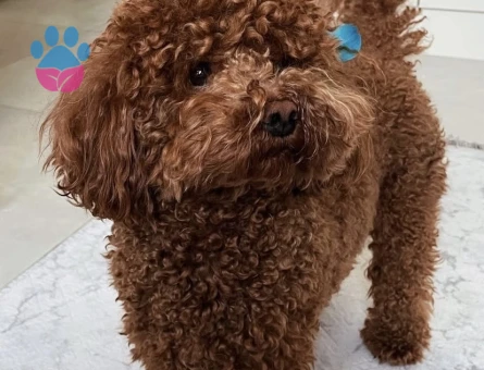 3 yaşında toy poodle oğluma eş arıyorum. - 118984652