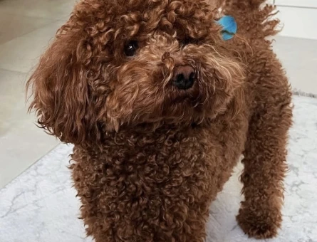 3 yaşında toy poodle oğluma eş arıyorum. - 118984652