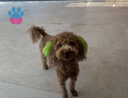 3 yaşında toy poodle oğluma eş arıyorum.