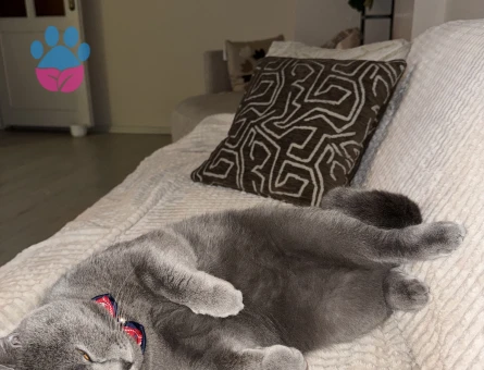 British Shorthair Ponçiğim Eş Arıyor