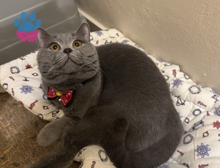 British Shorthair Ponçiğim Eş Arıyor
