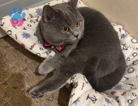 British Shorthair Ponçiğim Eş Arıyor