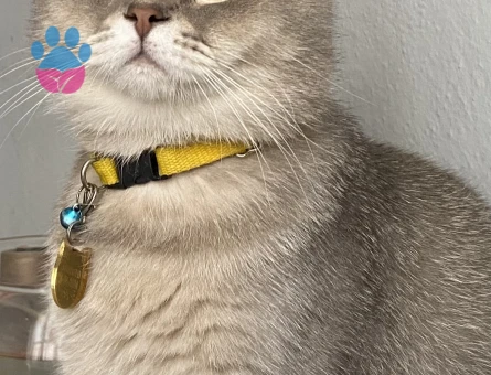 British Shorthair 1 Yaşında Eş Arıyor