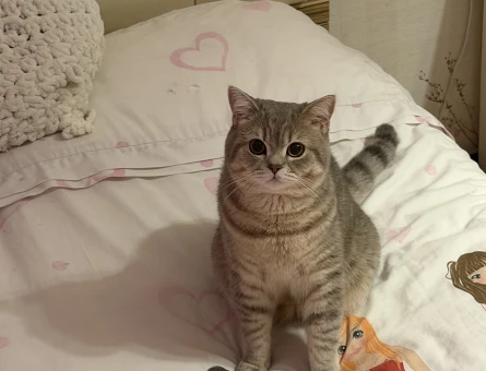 Sağlıklı Erkek Kedi Bobi’ye Eş Aranıyor - 118984657