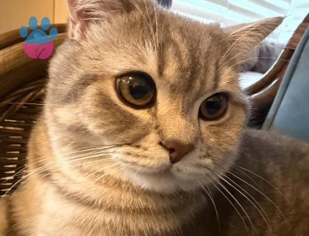 Sağlıklı Erkek Kedi Bobi’ye Eş Aranıyor