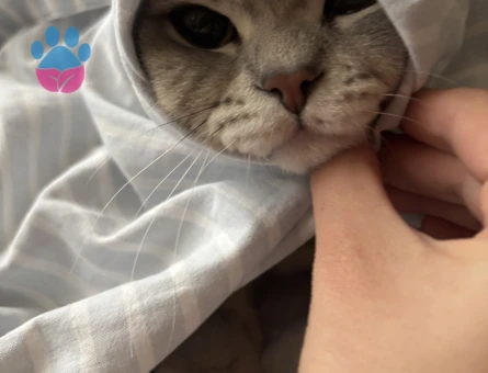 Sağlıklı Erkek Kedi Bobi’ye Eş Aranıyor