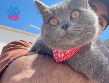 British Shorthair 1 Yaşında Eş Arıyor