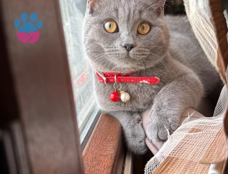British Shorthair 1 Yaşında Eş Arıyor - 118984662