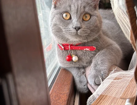 British Shorthair 1 Yaşında Eş Arıyor - 118984662