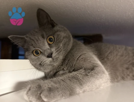 British Shorthair 1 Yaşında Eş Arıyor