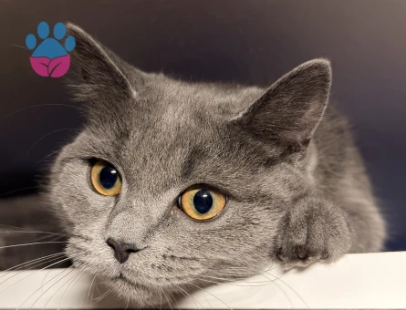 British Shorthair 1 Yaşında Eş Arıyor