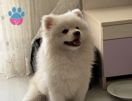 Pomerian Boo 1 Yaşında Eş Arıyor