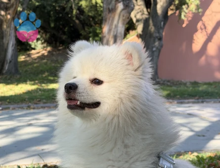 Pomerian Boo 1 Yaşında Eş Arıyor - 118984665