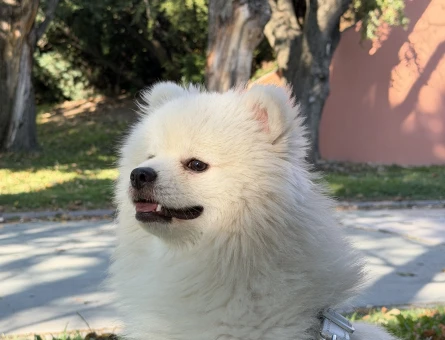 Pomerian Boo 1 Yaşında Eş Arıyor - 118984665