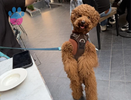 Sağlıklı Erkek Red Brown Poodle Eş Arıyor