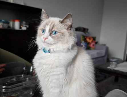 Ragdoll cinsi dişi kedimize eş arıyoruz. - 118971271