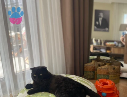 Kendimiz Zeytin'e dişi eş arıyoruz