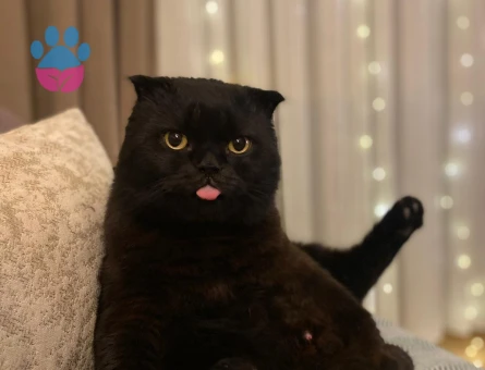 Kendimiz Zeytin'e dişi eş arıyoruz