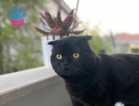 Kendimiz Zeytin'e dişi eş arıyoruz