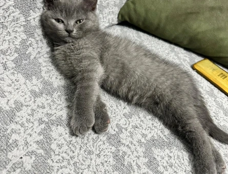 British Shorthair Duman kedimize eş arıyoruz - 118971283