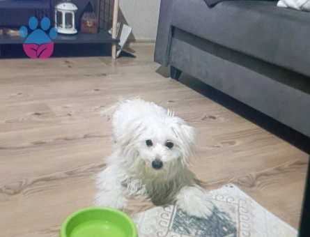 Oğluma pamuk prenses arıyorum