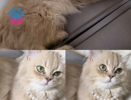 Dişi kedime eş arıyorum 🤍