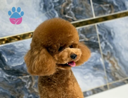 Toy Poodle