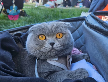 Scootish ogluma british eş arıyorum