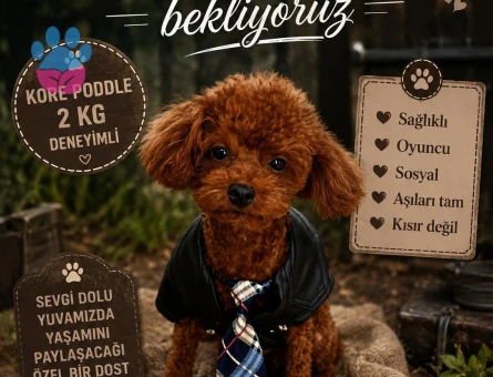 Kore Poddle Erkek - 118984939