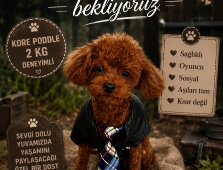 Kore Poddle Erkek - 118984939
