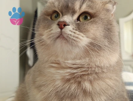 Golden British Shorthair 2 Yaşında - Görsel 3