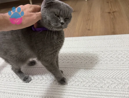 Scottish fold 1 Yaşında Eş Arıyor - Görsel 3