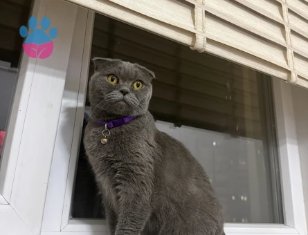 Scottish fold 1 Yaşında Eş Arıyor - Görsel 4