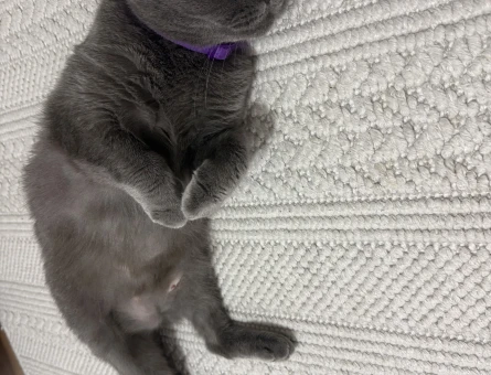 Scottish fold 1 Yaşında Eş Arıyor - 118984944