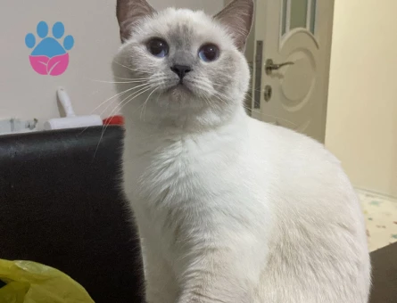 Scottish Straight 1 Yaşında Eş Arıyor