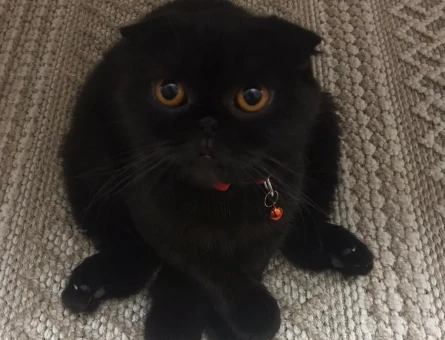 Scottish Fold Kızıma Eş Arıyorum - 118971798
