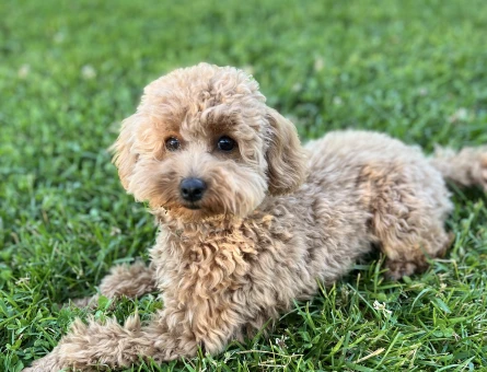 14 aylık poodle kızımıza eş arıyoruz - 118979839