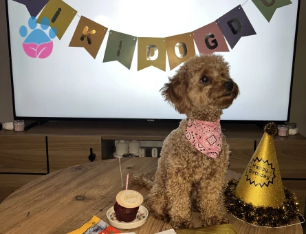 14 aylık poodle kızımıza eş arıyoruz