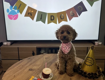 14 aylık poodle kızımıza eş arıyoruz