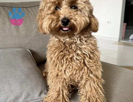 14 aylık poodle kızımıza eş arıyoruz