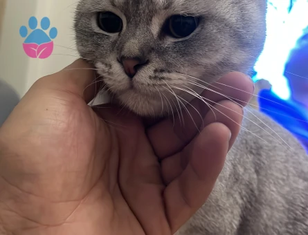 Yakışıklı oğlumuza eş arıyoruz