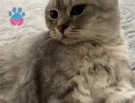 Yakışıklı oğlumuza eş arıyoruz