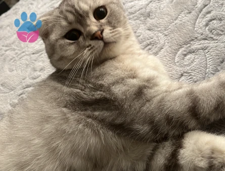 Yakışıklı oğlumuza eş arıyoruz