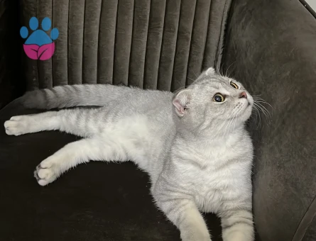 Yakışıklı oğlumuza eş arıyoruz