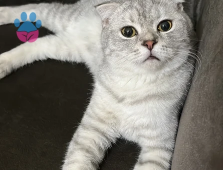 Yakışıklı oğlumuza eş arıyoruz